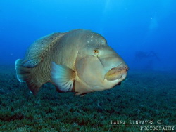 Napoleon wrasse over seagrass by Laura Dinraths 